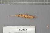 Click for 1 image(s) for this accession. Spike